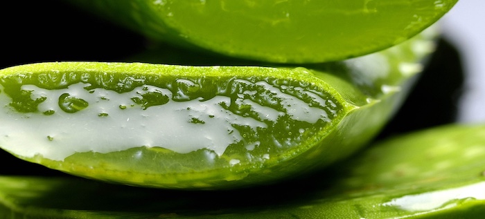 Gel d'aloe vera qui soulage les piqures de moustiques