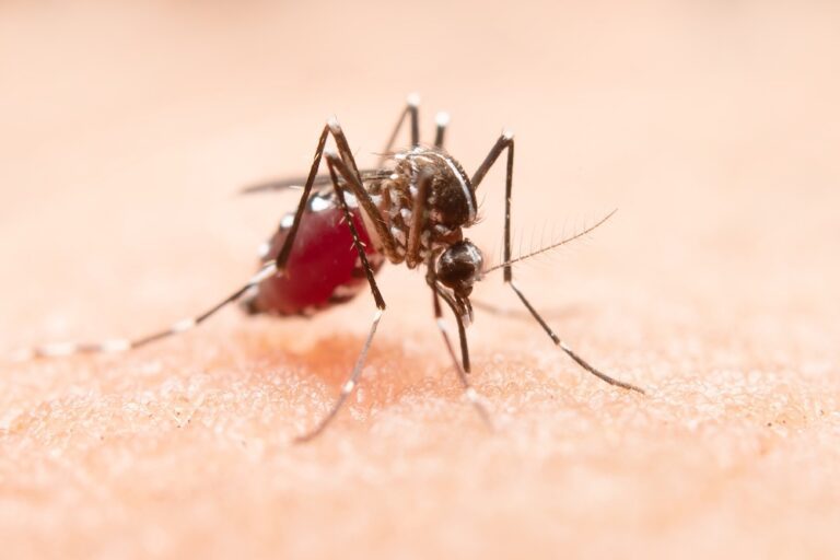 Moustique tigre qui véhicule le chikungunya